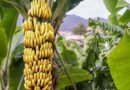 Honduras se ve obligado a importar banano de Costa Rica para cubrir la demanda tras huracanes