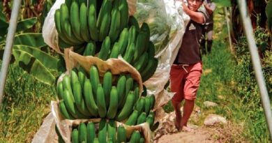 Perú: Clúster de Banano Orgánico de Piura apoya la cadena productiva del sector