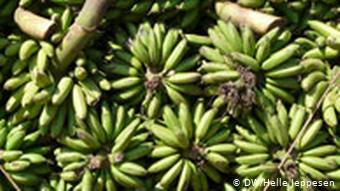 Bananen Uganda