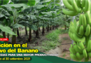 Curso online: Nutrición en el cultivo del banano