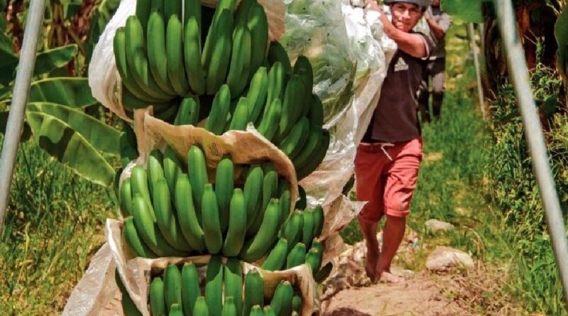 Perú: Clúster de Banano Orgánico de Piura apoya la cadena productiva del sector